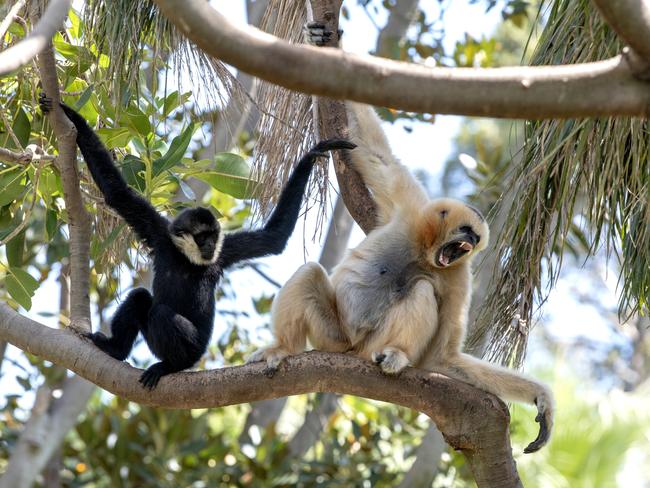 Zoos SA launches wild wellness program – meditate with monkeys, greendesk with the gibbons and ramble near the rhinos. Picture: Adrian Mann/ZoosSA