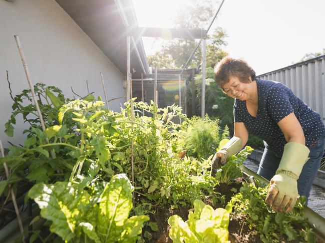 The right amount of light will make or break your vegie garden.