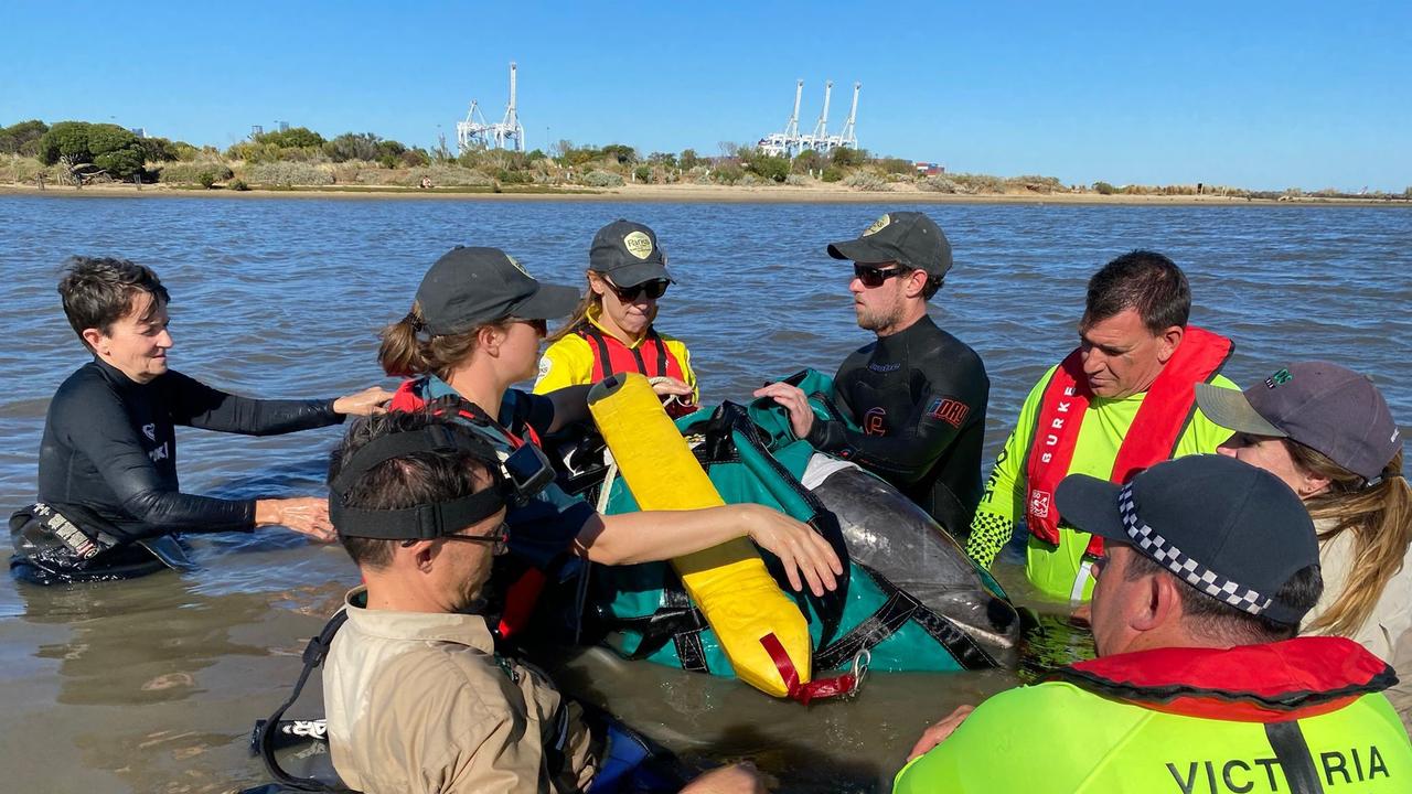 Water police were called to Greenwich Reserve in Williamstown just after 4pm on Monday to assist the animal.