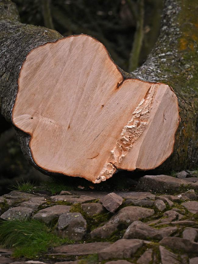 The tree was believed to be over 300 years old. Picture: Oli SCARFF / AFP