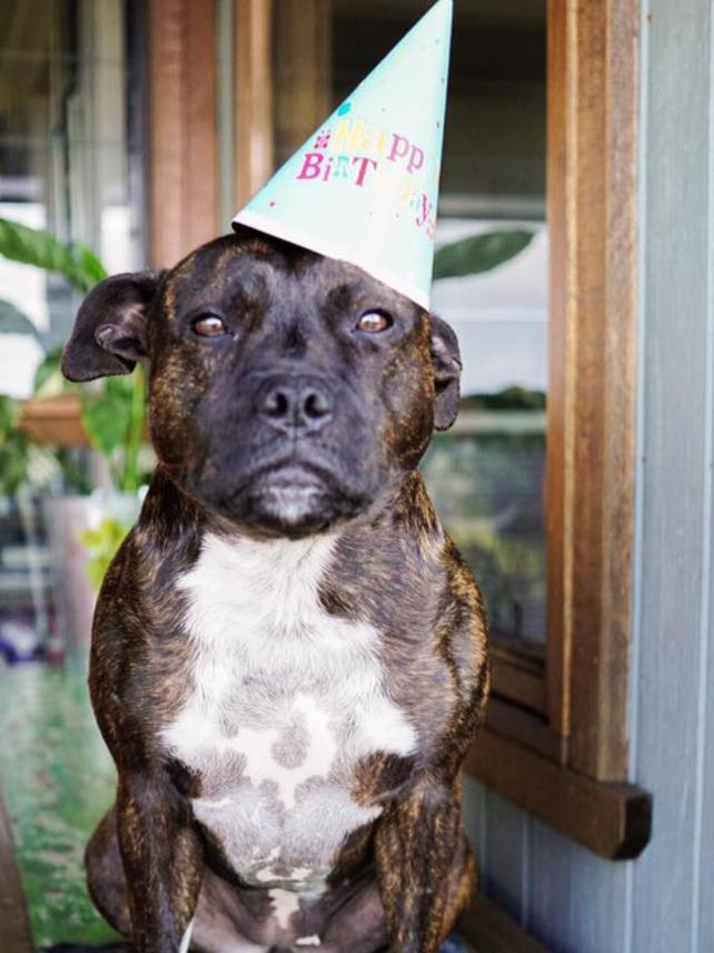 Nick Maier’s dog is named Piglet and this photo was taken on her third birthday. Nick says her “unconditional love is so heartwarming”.