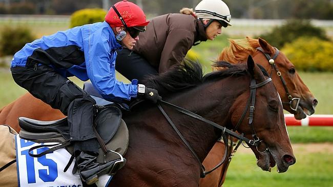 Craig Williams guides the Luca Cumani-trained Mount Athos through trackwork at Werribee. Picture: Colleen Petch