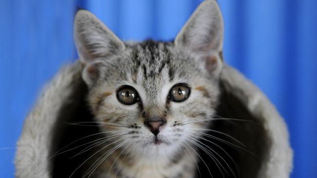 Maroondah Council is reviewing its animal management policy. Picture: Bev Lacey.