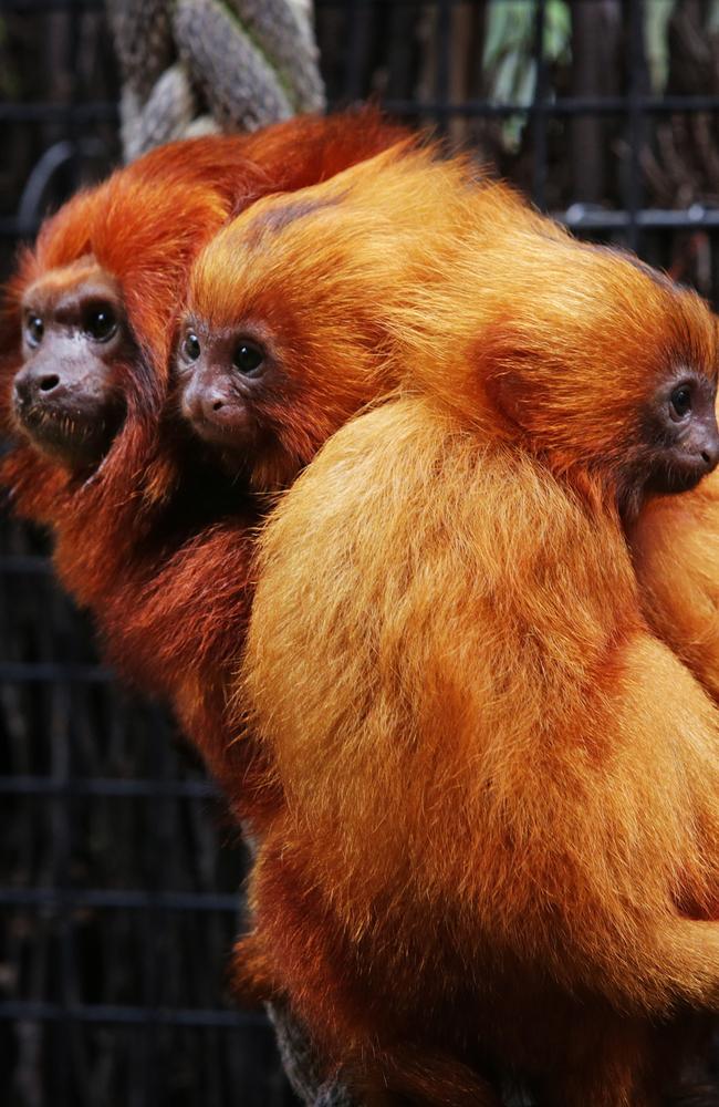 NSW zoo's hairy babies need names | Daily Telegraph