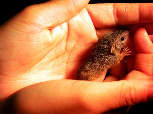 Animal babies at Currumbin Wildlife Sanctuary - a five week old Yellow Footed Antechinus .