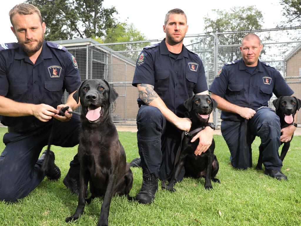 what drugs can sniffer dogs detect
