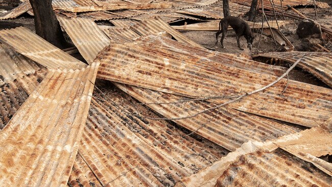 AUS MAG. Pic Malcolm Elmslie’s dog Bionnie sniffing through the roof from his bedroom house built in the 1910s outside Cabargo when the bush fires came through on new years day 2020 . Pic by Nic Walker. For a story by Trent Dalton. Date 15th Feb 2020