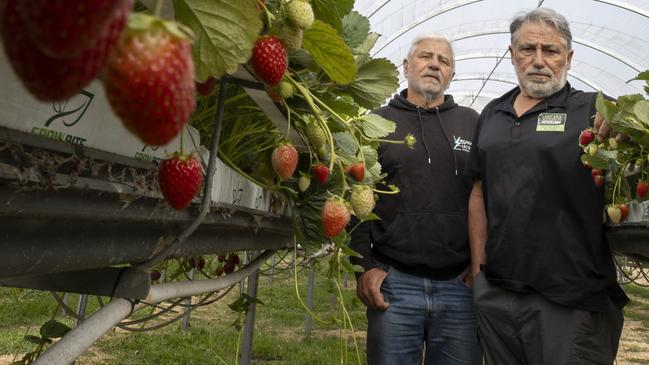 Sam and Dominic Virgara at their Adelaide Hills Berry Farm in Uraidla. Picture: Brett Hartwig