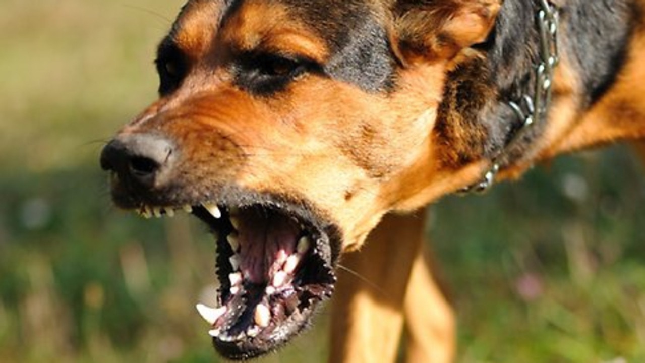 Palm Island, Qld: Woman hospitalised, loses ear after vicious dog ...