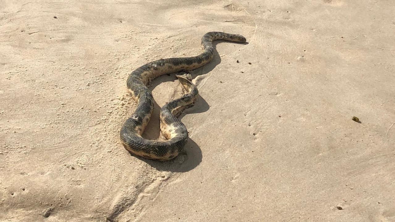 Bondi Beachgoers Shocked By Slithering Sick Sea Snake | Daily Telegraph