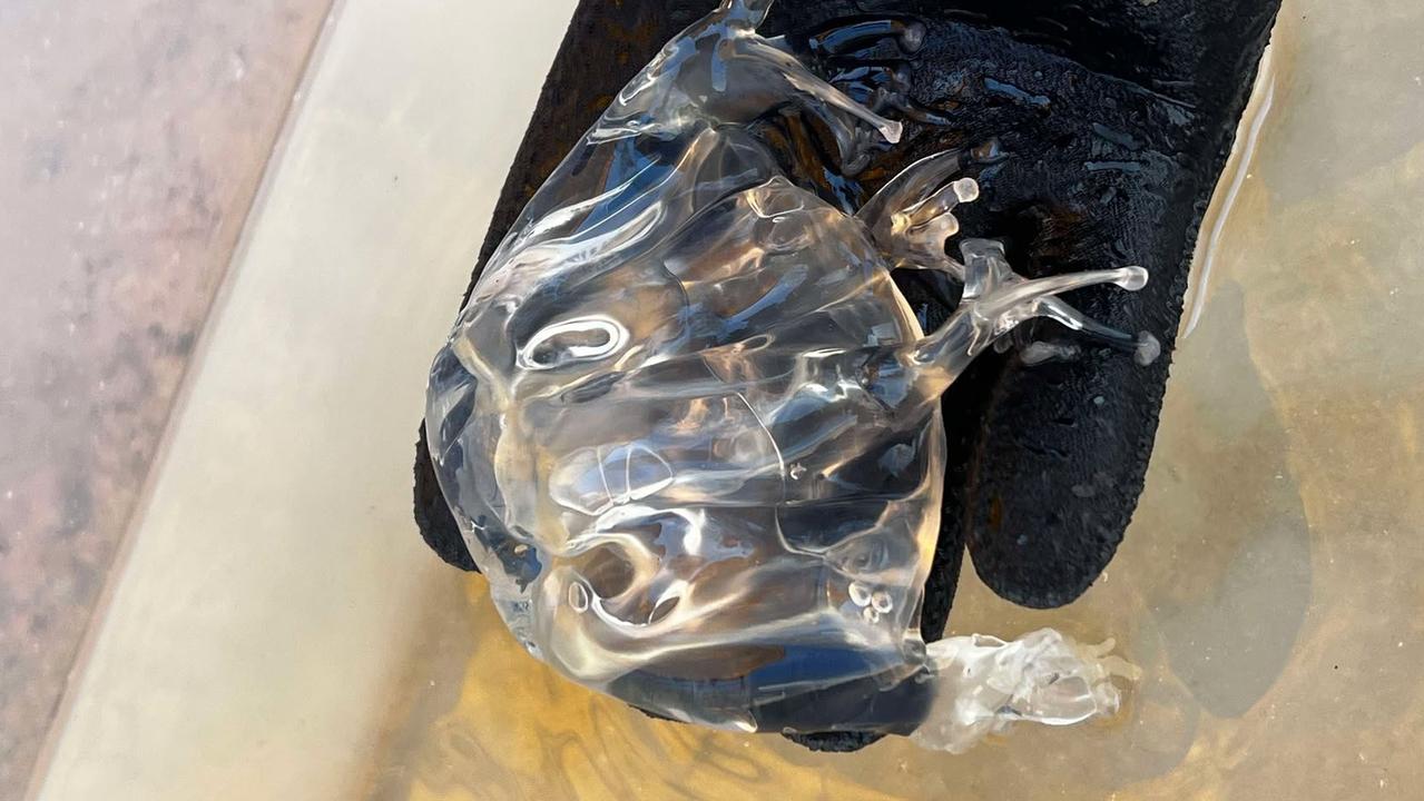 ‘As big as my hand’: Teen catches deadly jellyfish at popular beach