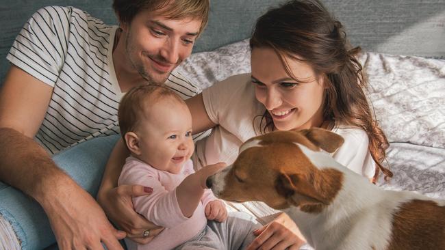 Happy family with cute baby playing whis jack russel dog in bed at home.