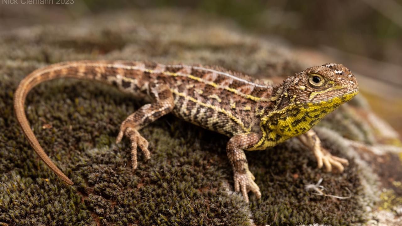 The Victorian Grassland Earless Dragon was rediscovered in 2023. Picture: Nick Clemann