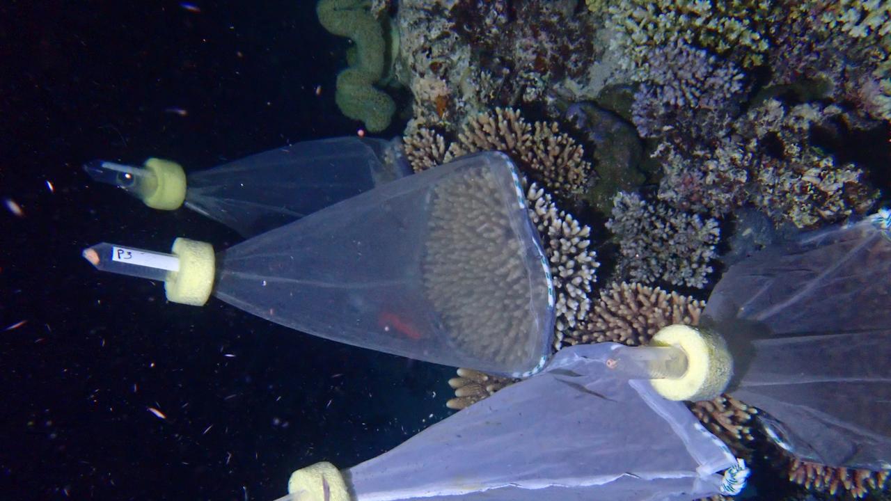 Coral Transplants Restoring Great Barrier Reef | The Courier Mail