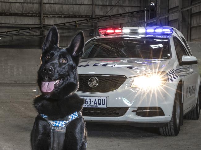 TO HOLD - NO INTERNET UNTIL PUBLICATION - SUNDAY MAIL.Working Dogs - Police -  Jax the German Shepherd ready for work. Picture SARAH REED