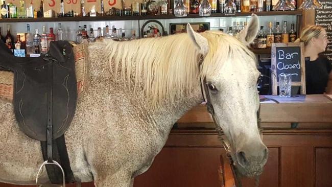 Ferruche stops for a drink at the Woodchoppers Inn, Mudgeeraba