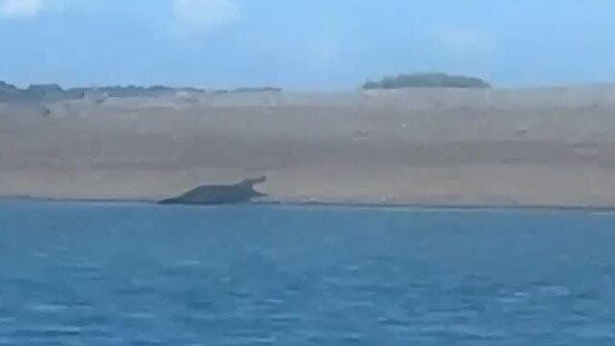 Blackwater's Nathan Seeman, 20, and his fishing buddy Shanelle Cunningham, 28, from Hydeaway Bay, spotted a 4m+ crocodile not far from the Midge Point boat ramp. Picture: Contributed