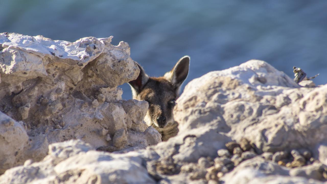 Boo: A black-tailed rock wallaby on the cliffs of Thistle Island. Picture: Nathan Davies 