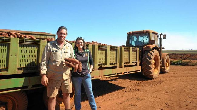 PACKED POTATOES: Russell and Shana Mortimer do their bit for struggling farmers by donating sweet potatoes that would usually go back into their soil. Picture: Toni Benson-Rogan