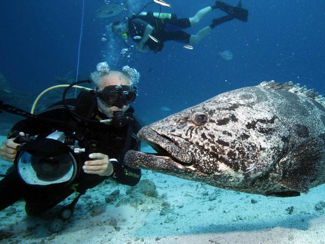 A potato cod at the Great Barrier Reef. Picture: Lindsay Moller