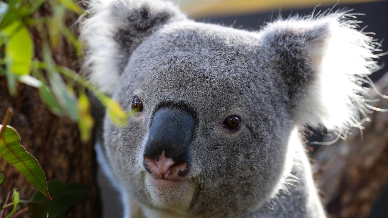 The NSW government is expanding three national parks by a thousand hectares in total to secure land for the state‘s vulnerable koala population. Picture: NCA NewsWire/Gaye Gerard