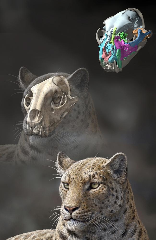 A team of researchers have discovered this oldest-yet big cat fossil, a 4.4 million-year-old skull. (AP Photo/Proceedings of the Royal Society B, Mauricio Anton)