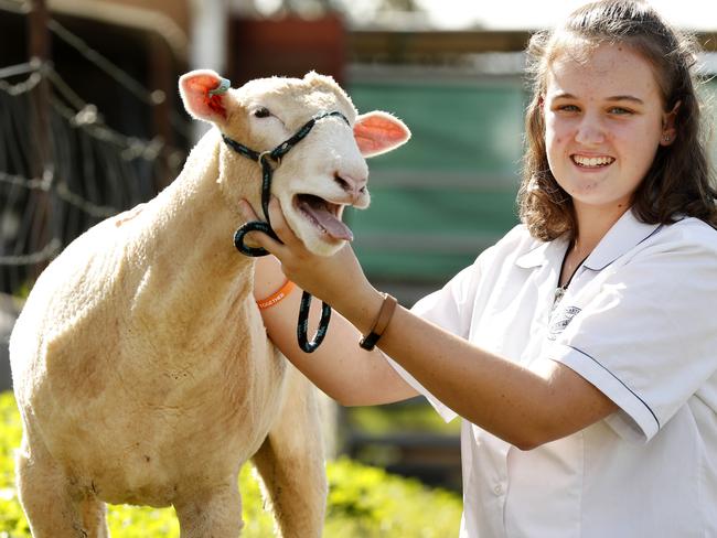 Elizabeth Macarthur High School student Rebecca Halcomb, 16, with Noodle a Poll Dorset sheep who is being shown at this years Sydney Royal Easter Show. Picture: Jonathan Ng