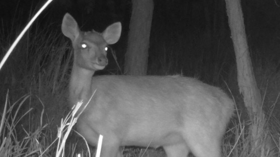 Photograph footage of feral deer at night in the Gold Coast hinterland.