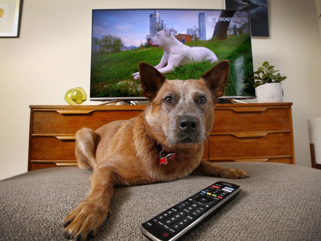 At TV is for everyone. Picture: David Caird