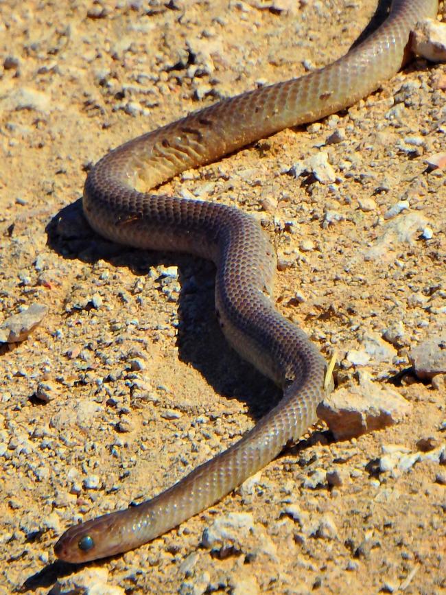 Murray Bridge resident spotted five snakes in just an hour at a wetland reserve near her home. Picture: Tara Wilde