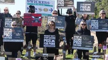 Pig vigil: Protesters launch campaign outside abattoir