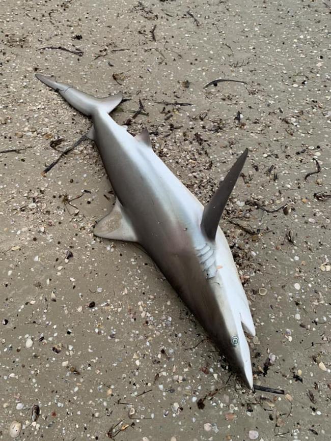 Also on KI on Thursday, a juvenile shark washed up on Brownlow Beach. Picture: Veronica Bates