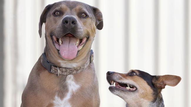 Dusty, an American Staffy was bitten by a brown snake, but was saved from further attack by Roxy, a Chihuahua x Blue Heeler.The two happy dogs. 8 November 2022. Picture Dean Martin