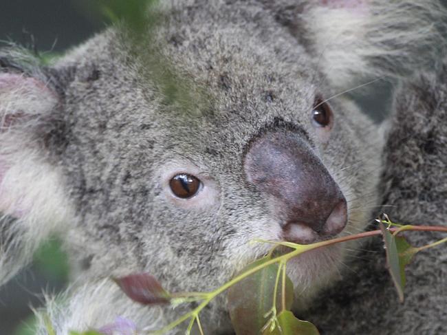 Pictures for Mothers day photo spread on Mums with their babies. Willa, a 10-month old Koala Joey with her mum (no name) at Lone Pine Koala Sanctuary, Fig Tree Pocket. Pic Jono Searle