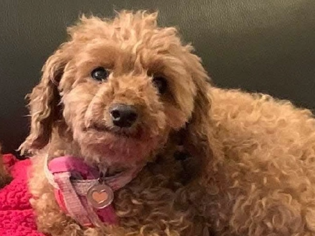 A toy cavoodle was stolen during a break-in at Fullarton yesterday and police are on the hunt for the beloved pet. Pictue: SA Police