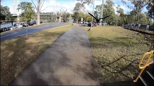 Swooping magpie caught on GoPro