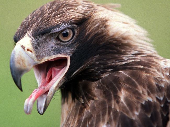 A wedge-tailed eagle which was rescued from a rabbit trap on a property at Margate.