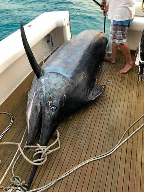 RECORD ATTEMPT: Could this black marlin caught off Lady Musgrave be the biggest ever caught?