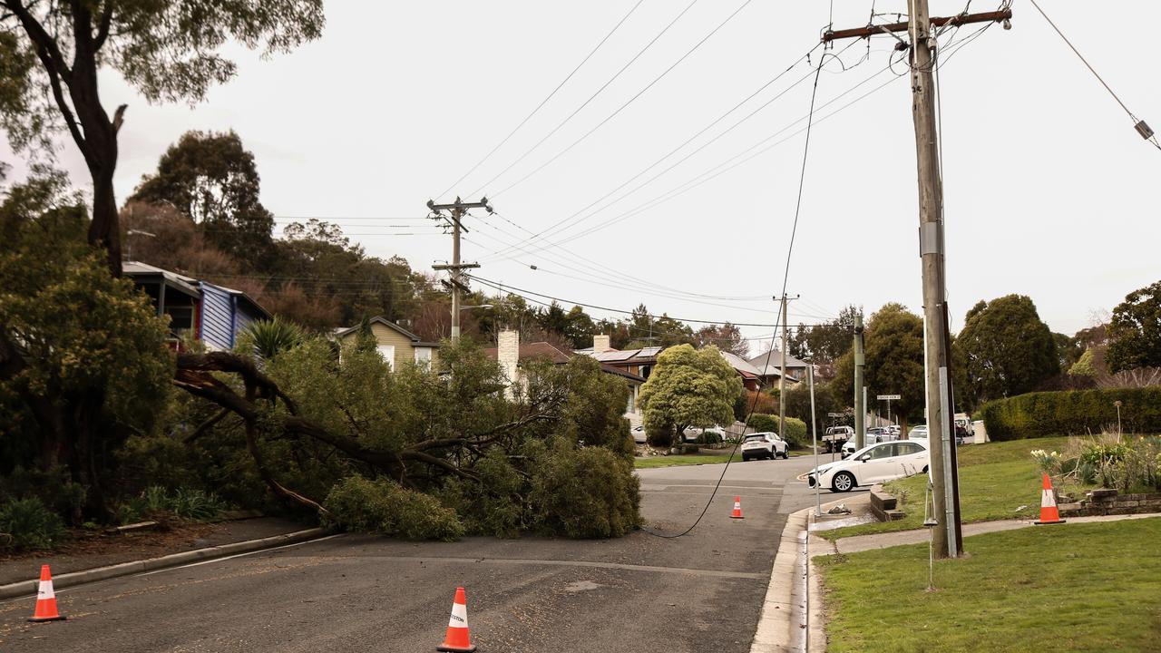 Trees bring down power lines at the Launceston Gorge entrance on Basin Rd. Tasmania wild weather event September 2, 2024. Picture: Stephanie Dalton