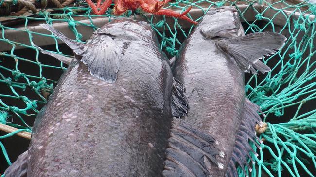 HI-RES. Patagonian toothfish hauled aboard the Austral Leader II, average 10-13kg but larger fish, such as these, can weigh 40-60kg and be up to 40 years old. Picture: Supplied