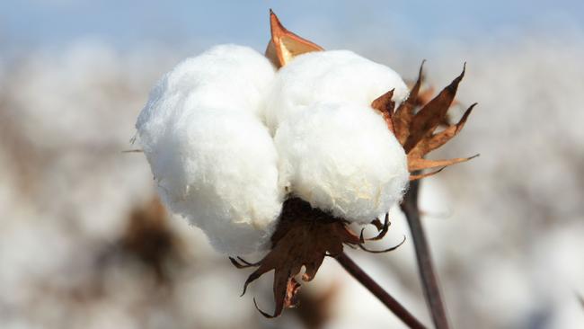 The Kooba aggregation has been primarily used for cotton production.