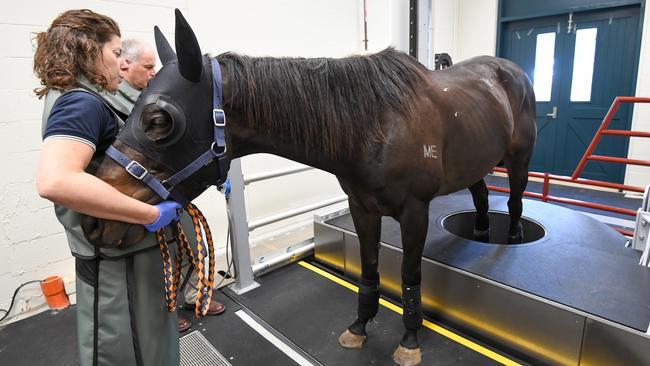 Dr Chris Witton and handler Carina Wickens with Spike being assessed on the standing CT scanner. Picture: Courtesy of Racing Victoria