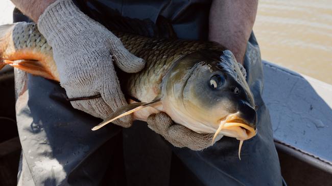 Carp fishing in South Australia: John Lethlean story. Picture: Supplied by Commshake Media & Engagament