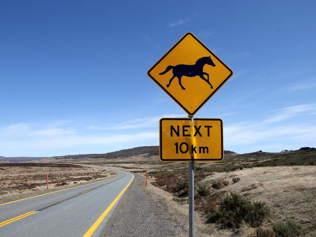 A sign alerting motorists that wild horses are in the Kosciuszko National Park area. Picture: Stephen Cooper