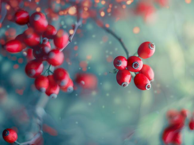 Rose hips. Picture: Getty Images