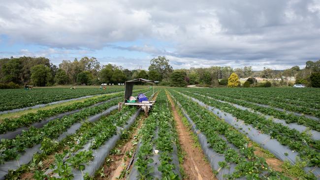 LuvaBerry farm at Wamuran. Picture: Dominika Lis