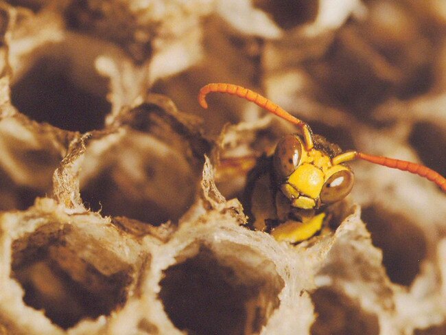 A close-up of a paper wasp. Picture: Murray Nichol