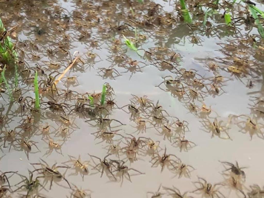 Thousands of spiders fleeing the water. Picture: Matt Lovenfosse