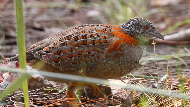 The painted buttonquail.