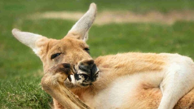 Don't get much more Australian made than this. Picture: Getty Images